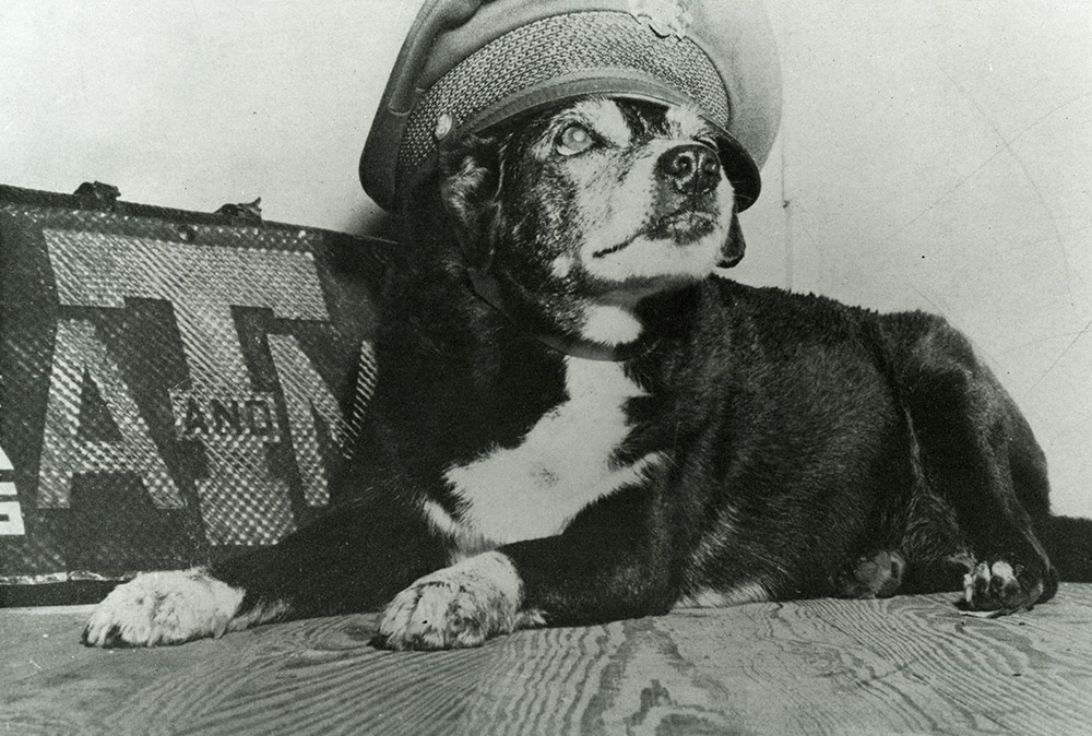 Texas A&M mascot Reveille